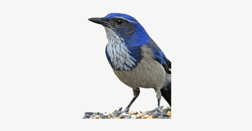 Bird Gard Electronic Bird Repellent Western Scrub Jay - Jay Birds, transparent png download