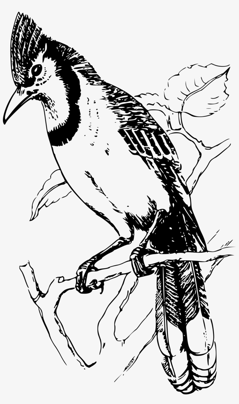 Bluejay Png, transparent png download