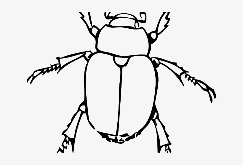 Drawn Bugs Black And White - Line Drawing Of A Bug, transparent png download