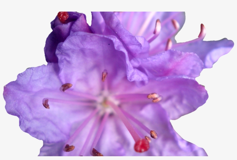 Purple Flower Crown Transparent Best Flower - Geranium, transparent png download