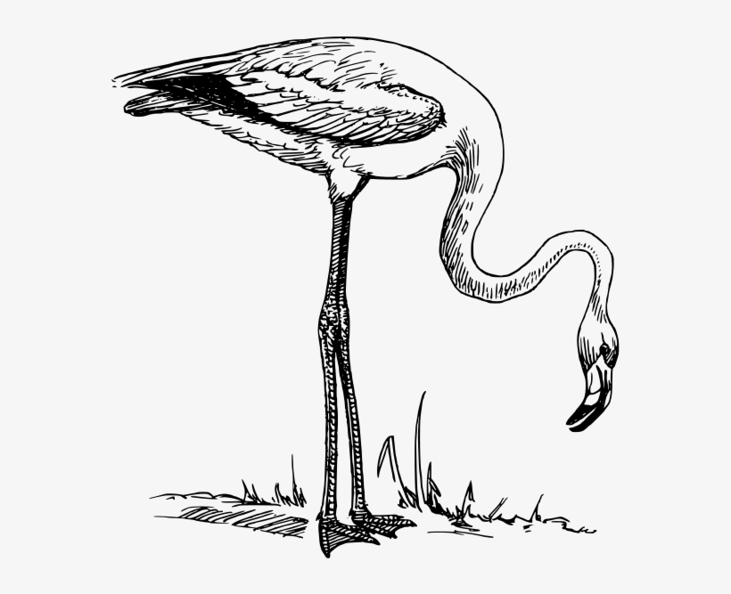 Flamingo Clipart Png, transparent png download