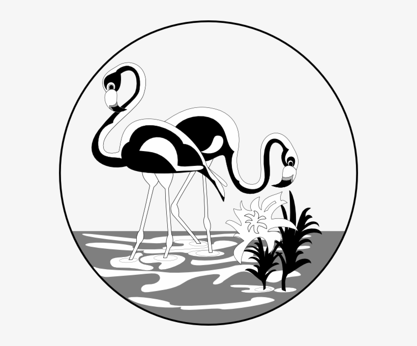 Black And White Flamingos - Flamencos Dibujos, transparent png download
