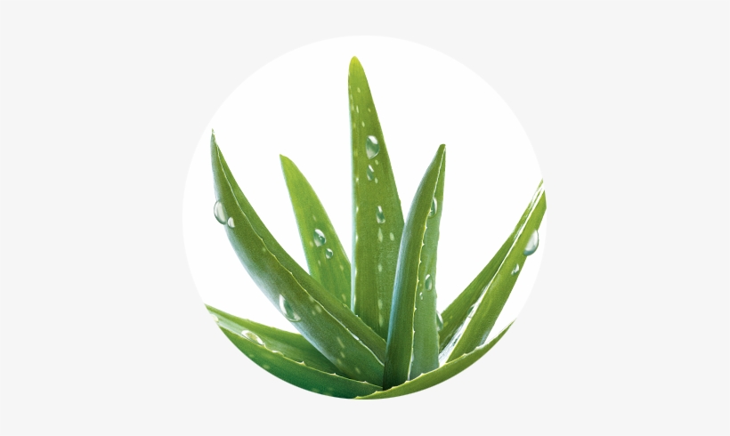 Aloe Vera, transparent png download