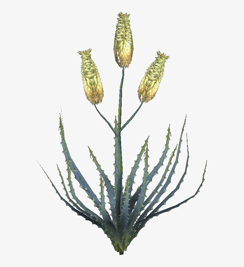 Aloe Vera Plant - Aloe Vera Flower Png, transparent png download