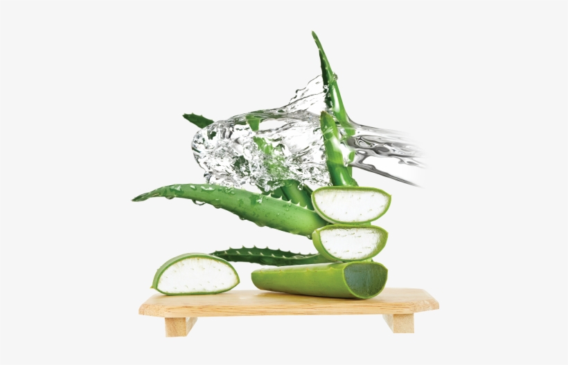 An Important Active Ingredient In Aloe Vera Is The - Aloe Vera Extract Png, transparent png download
