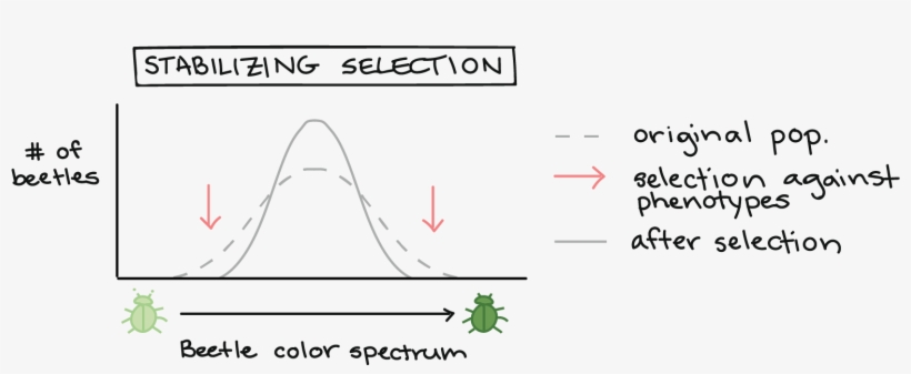 Three Ways Natural Selection Can Change The Distribution, transparent png download