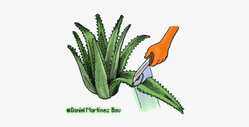 How To Make Aloe Vera Extract At Home - Cortar Una Hoja De Aloe Vera, transparent png download