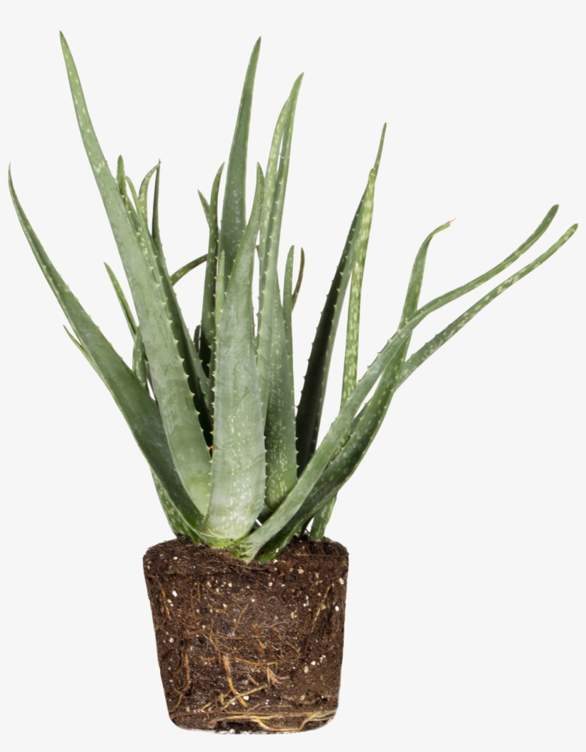 Aloë Vera - Mountain Cabbage Tree, transparent png download