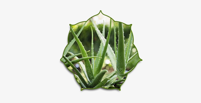 The Name Aloe Vera - H2 Ion Hair Repair Shampoo -- Thermal Activated Ionic, transparent png download
