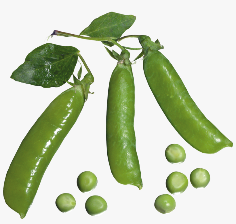 Free Png Pea Png Images Transparent - Горох Клипарт, transparent png download