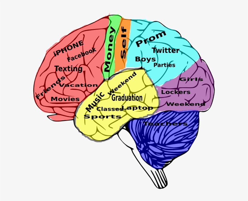 High School On The Brain Clip Art - High School Clipart, transparent png download