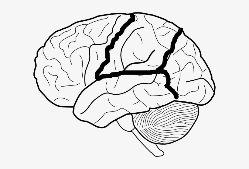 Brain Skech With Lobes Outlined Clip Art Vector Clip - Brain Lobes Black And White, transparent png download