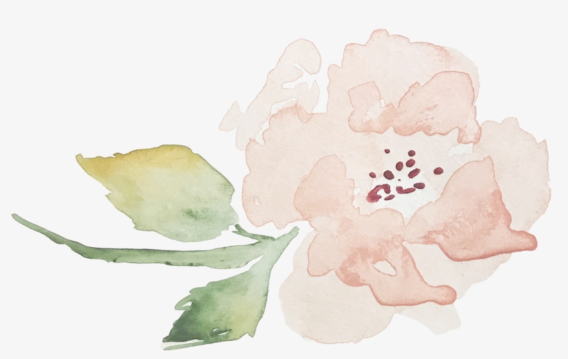 Peony, transparent png download