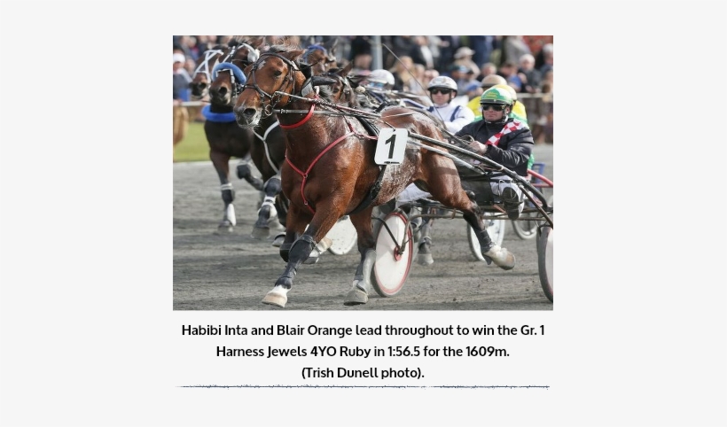 Bromac Lodge Had Ties With Jewels Trot-win Families - Nairn, transparent png download