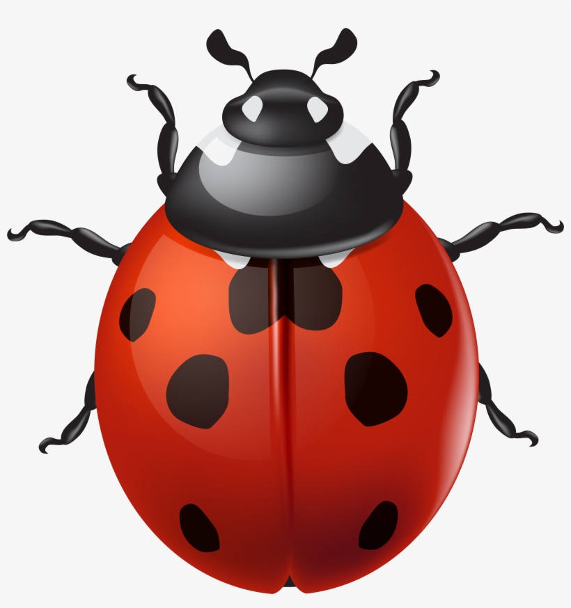 Vector Royalty Free Stock Ladybird Cliparts Typegoodies, transparent png download