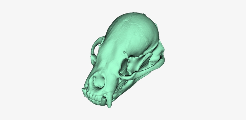 Helarctos Malayanus Data - Data, transparent png download