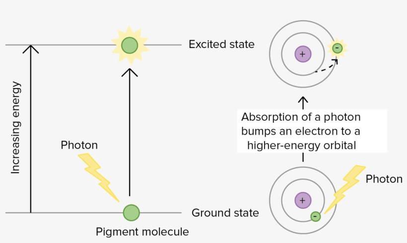 Wavelengths Of Light And Photosynthetic Pigments - Photosynthetic Pigment, transparent png download