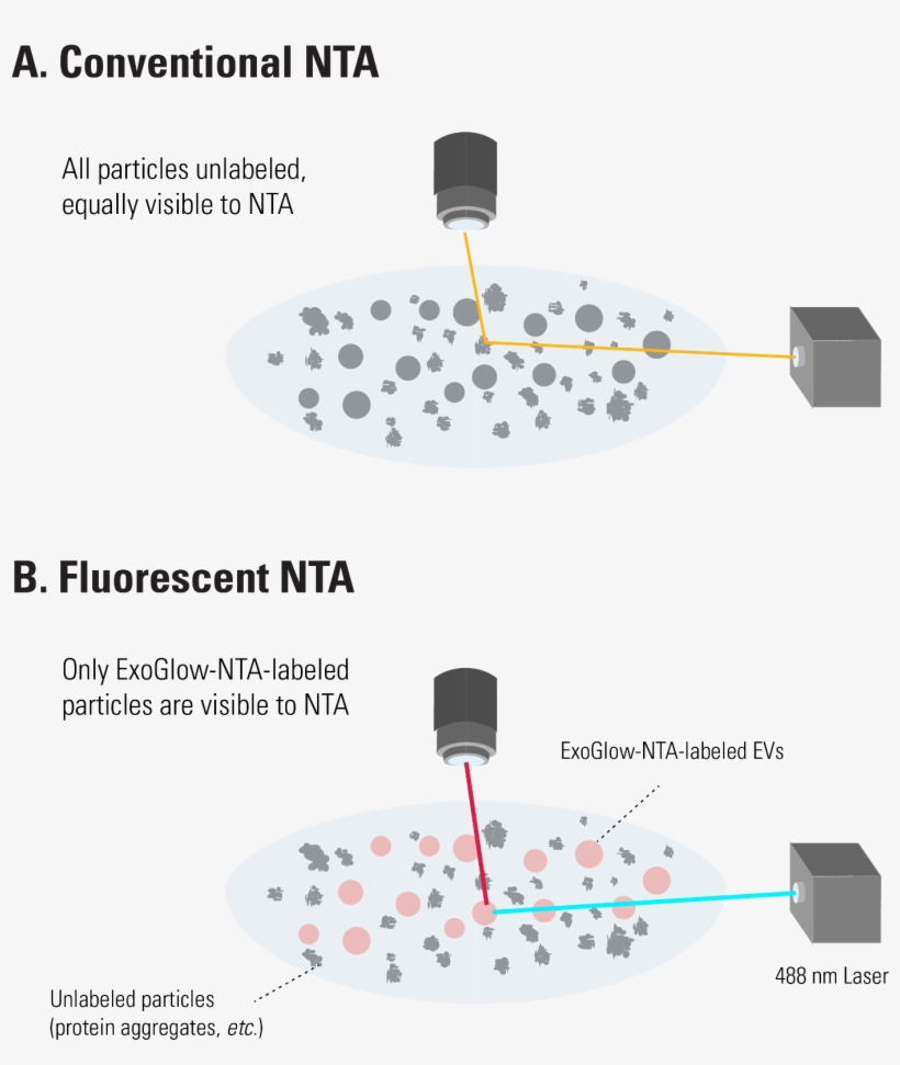 , Which Collects Data On All Particles In A Solution - Nanoparticle Tracking Analysis, transparent png download