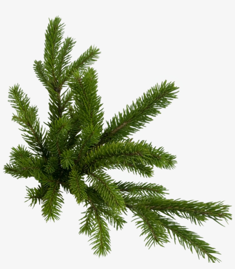 Branche Sapin Png Clipart Fir Branch - Еловая Ветка Вектор Png, transparent png download