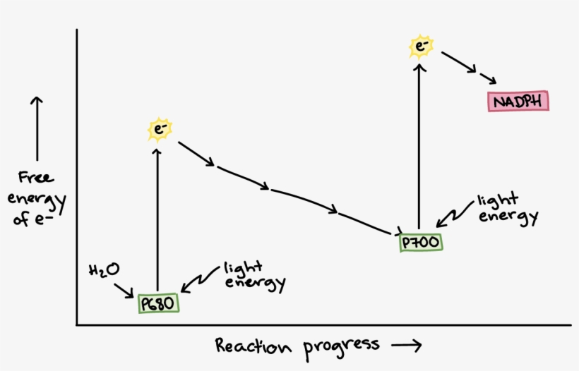 Wavelengths Of Light And Photosynthetic Pigments - Light-dependent Reactions, transparent png download