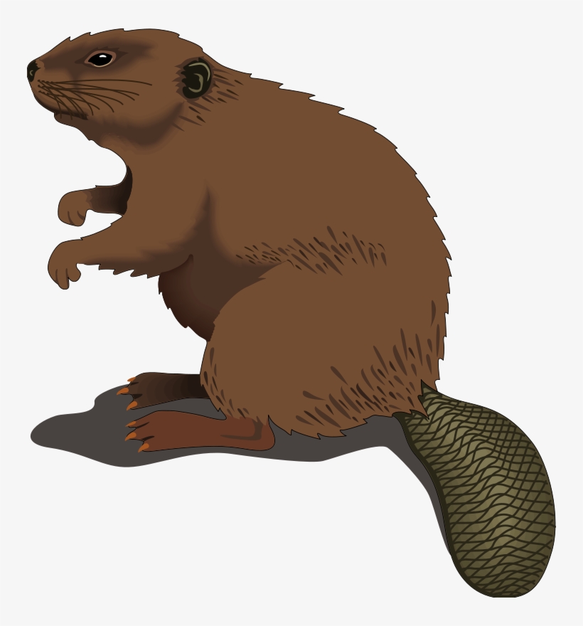 Beaver, Wood, Standing, Tail, Dam, Logs, Log - Beaver Clipart Png, transparent png download