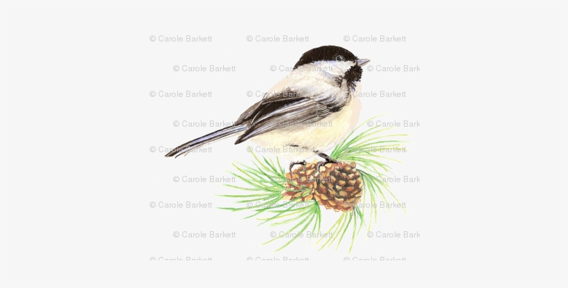Chickadee & Pine Cone - Cafepress Chickadee Pine Png Sticker Square Bumper, transparent png download