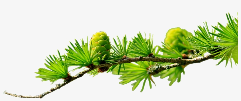 Scheduling-branch - Purelia Aufgusskonzentrat Saunaduft 50 Ml Fichtennadel, transparent png download