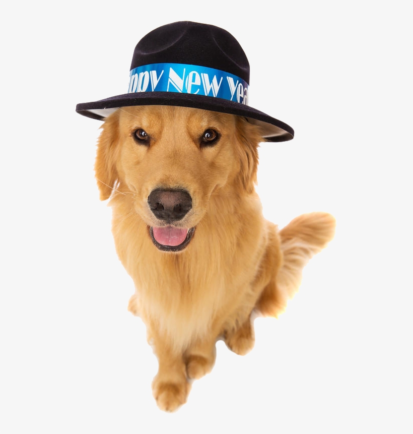 As The New Year Rings In, It's Time To Create Your - Dog, transparent png download