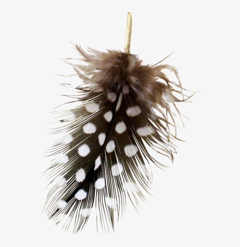 Yandeks - Fotki - Feather, transparent png download