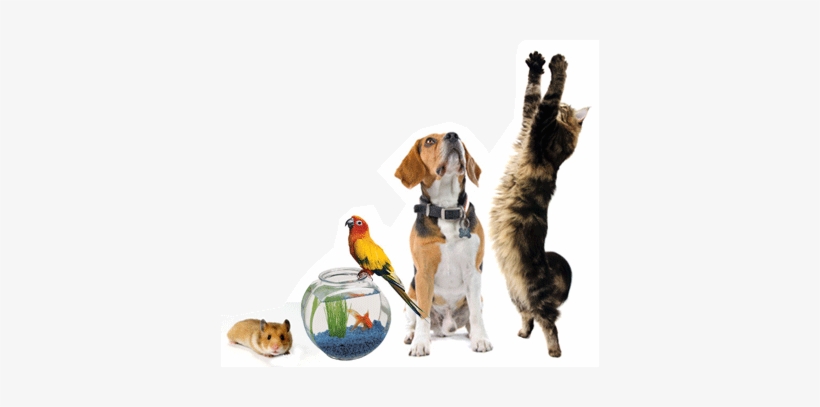Become The Best Pet Professional You Can Be With Ppg's, transparent png download