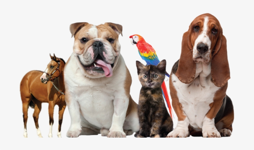 Retinol Cream 2.5%, Organic With Hyaluronic Acid, 2, transparent png download