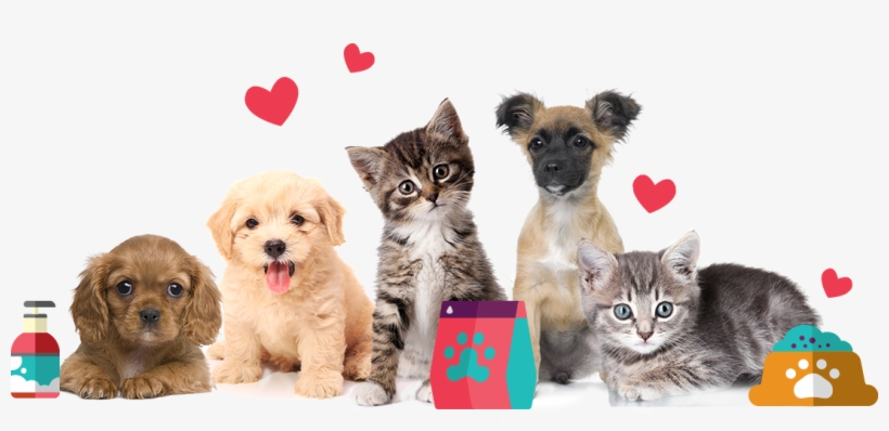 You Should Be Spending Your Free Time With Your Pet, - Cute Tabby Kitten [book], transparent png download