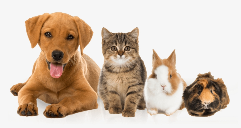 Whisker Wonderland - Keypai Pet Cooling Mat Dog Cat Bed Pad Chilly Gel Mat, transparent png download