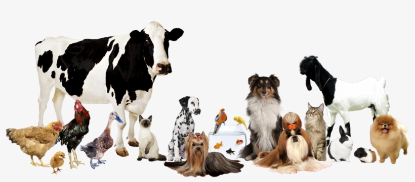Pets Grooming Ra - Farm Animals: Photographic [book], transparent png download