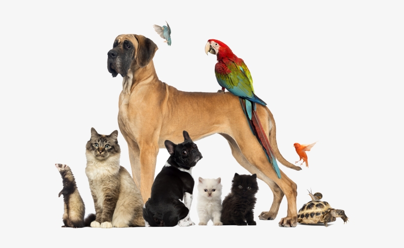 Portal Login - Dogs Cats And Other Pets, transparent png download