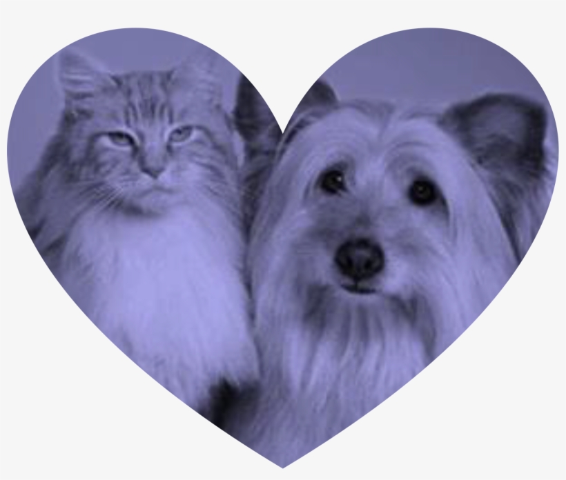 Pets - Ready 4 Kits Personalized Pet First Aid Guide, transparent png download