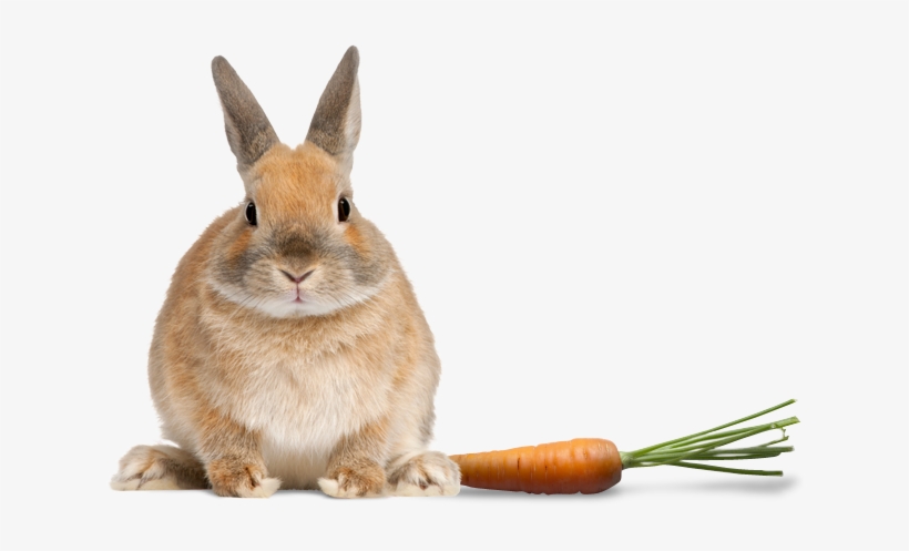 Global Pet Foods Hrm - Rabbit Front, transparent png download
