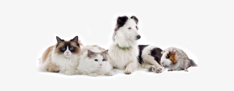 Dog Cat Pet Claw Toe Nail Trimmer Tool Grooming Care, transparent png download