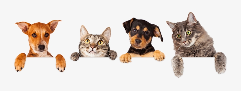 But First, Tell Us More About Your Pet And Only Get - We Love Pets, transparent png download