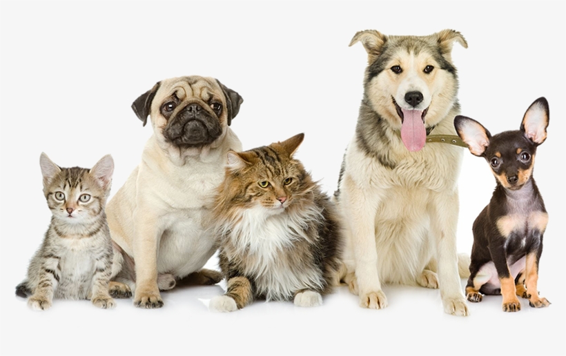 Pet Waste Removal Animals In A Group Transparent Png 780x436 Free Download On Nicepng
