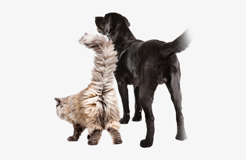 Pet Think Of Vetericyn - Cat, transparent png download