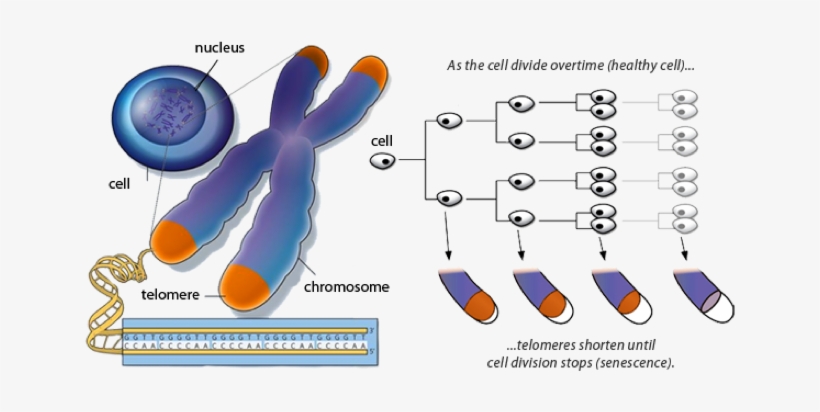 The Authors Propose A Few Causal Explanations For The - Telomeres And Aging, transparent png download