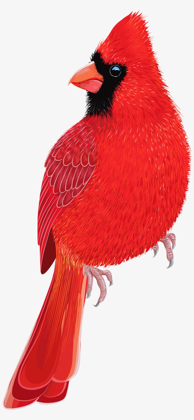 Red Bird Png Clipart Image - Red Bird Png Clipart, transparent png download