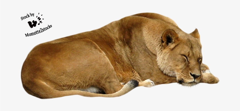 Cut Out Stock Png 41 Sleeping Lioness By Momotte2stocks-d67ided - Lioness Png, transparent png download