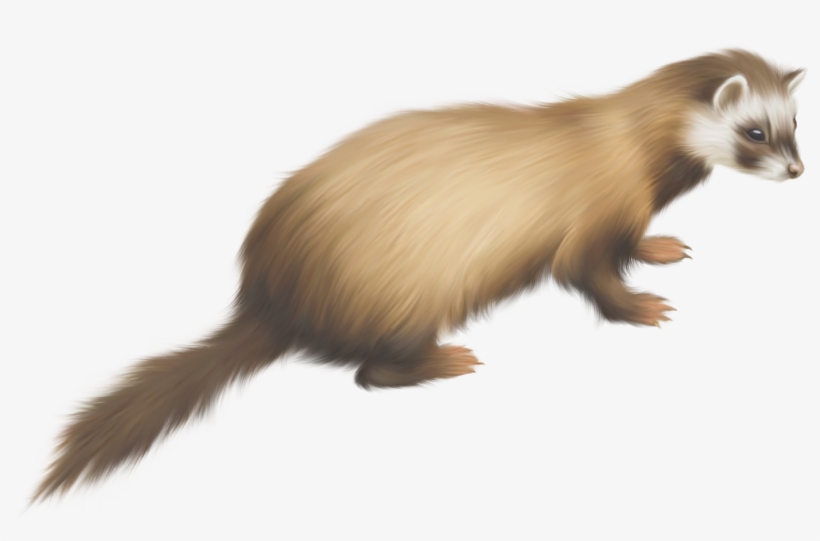 Ferret Png Images - Png Prairie Dog, transparent png download