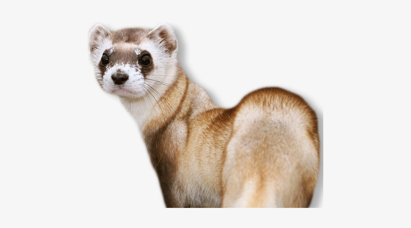 Banner Black And White Stock Png - Black Footed Ferret No Background, transparent png download
