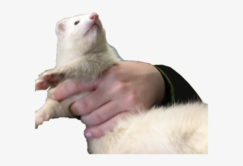 Pet, transparent png download