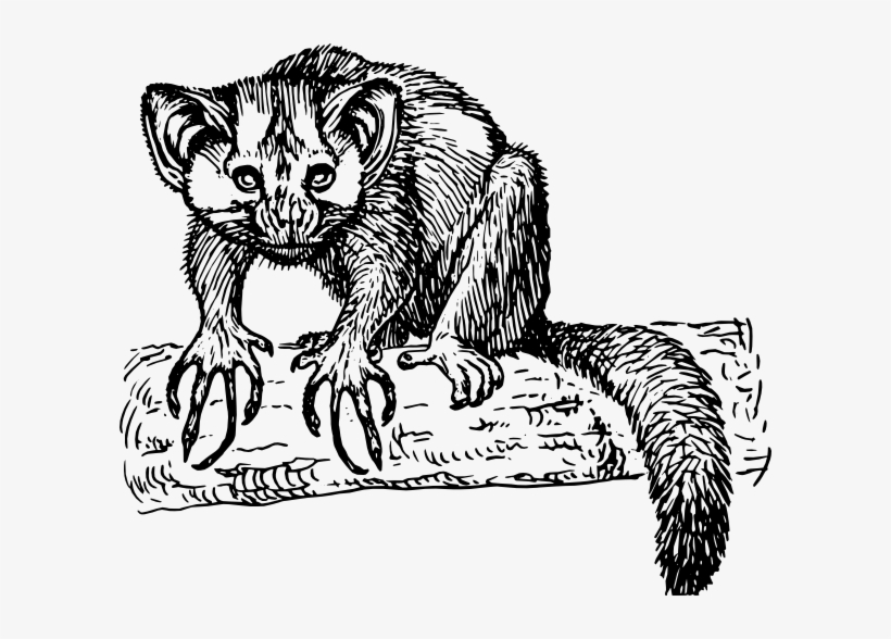 Aye Clip Art Free Vector - Aye Aye Png, transparent png download