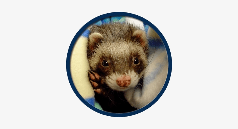 Ferrets Treated In Collinsville - Collinsville, transparent png download