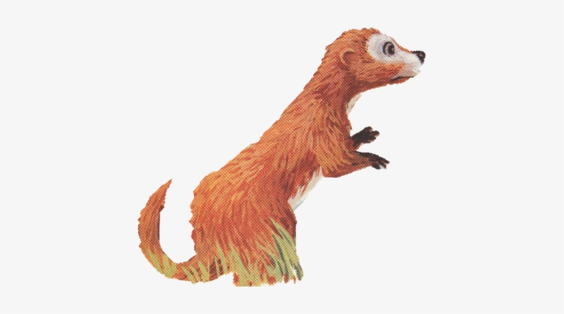 Ollie Otter - Ranger Rick, transparent png download